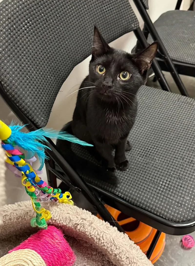 A baby small-sized female Black Domestic Short Hair cat named Purrlah for adoption in Capshaw, AL