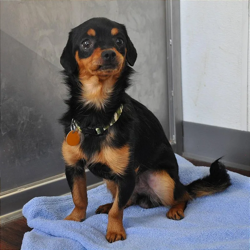 An adult small-sized male Black Chihuahua dog named Symon for adoption in Prescott, AZ