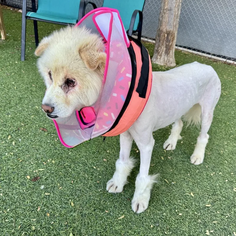 An adult medium-sized male White / Cream Chow Chow dog named Captain Chow Mein for adoption in Henderson, NV