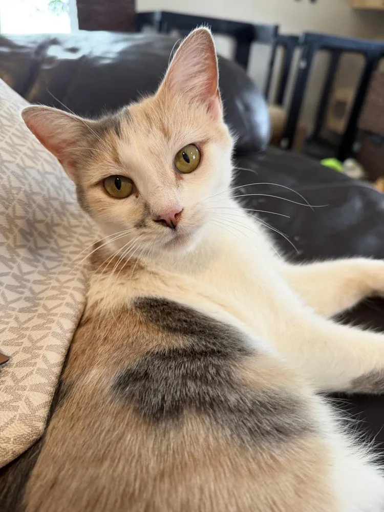 An adult medium-sized female Orange & White Domestic Short Hair cat named Olivia for adoption in Wellington, FL