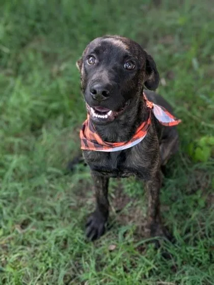 A young medium-sized male Terrier dog named Gilly for adoption in Gulfport, MS