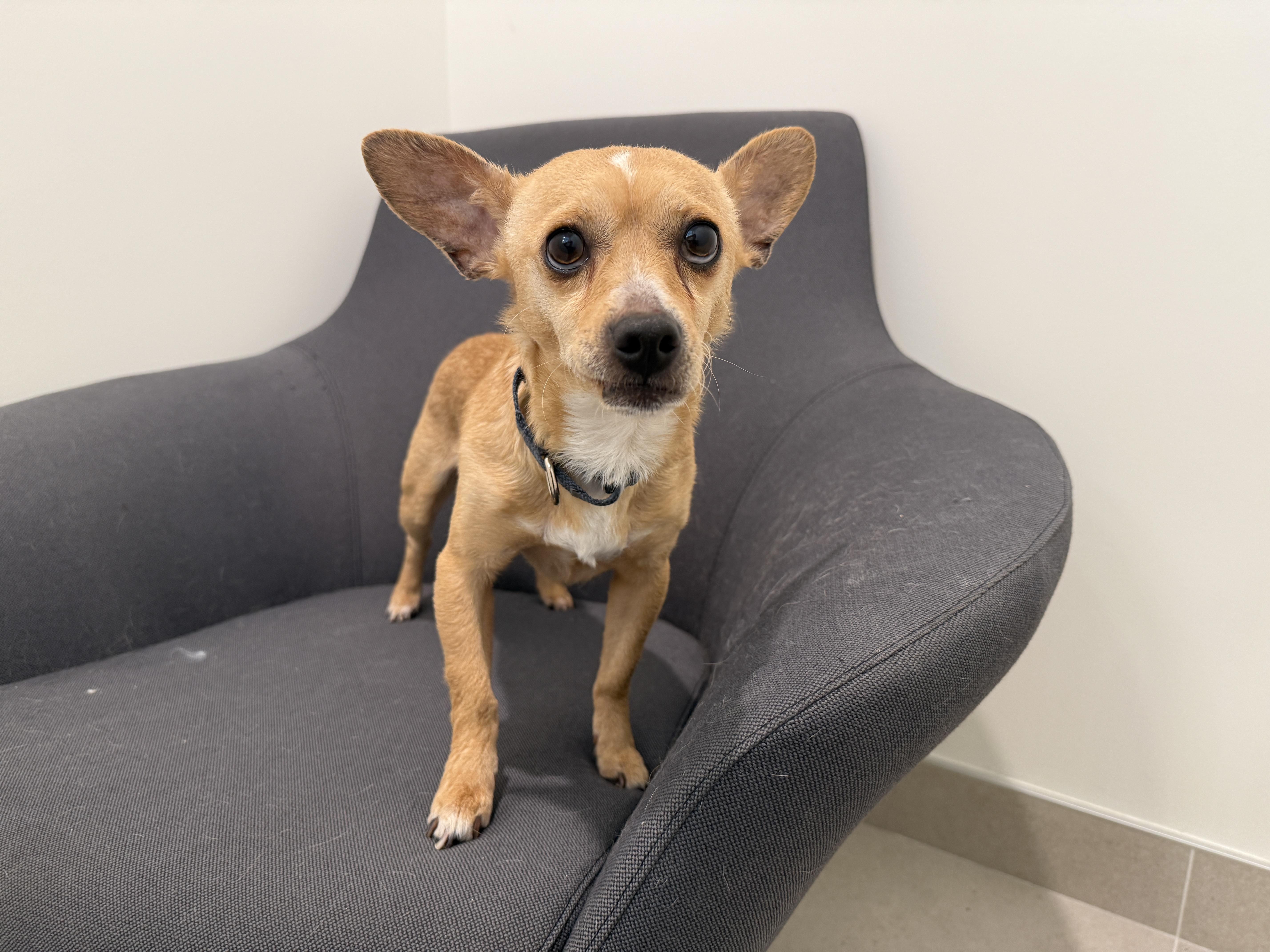An adult small-sized male Yellow / Tan / Blond / Fawn Chihuahua dog named Edward for adoption in Evanston, IL