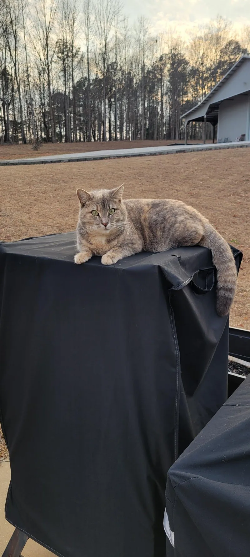 An adult medium-sized female American Shorthair cat named Ellie for adoption in Roanoke, AL