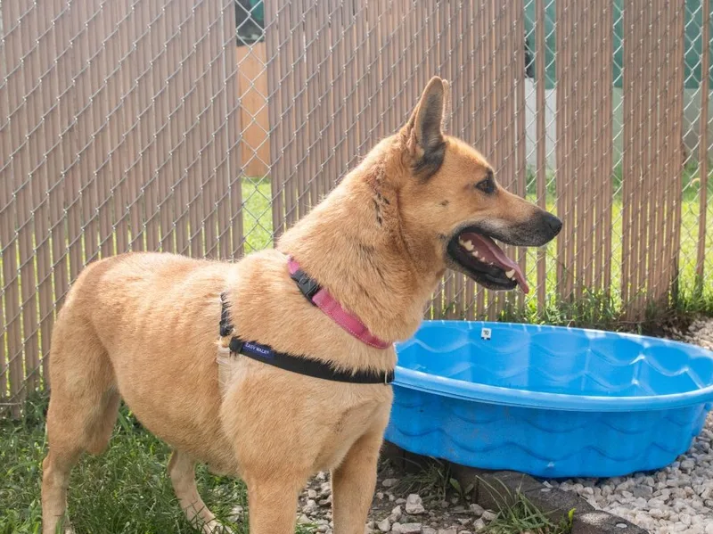An adult medium-sized female Husky dog named Paula for adoption in Lansing, KS