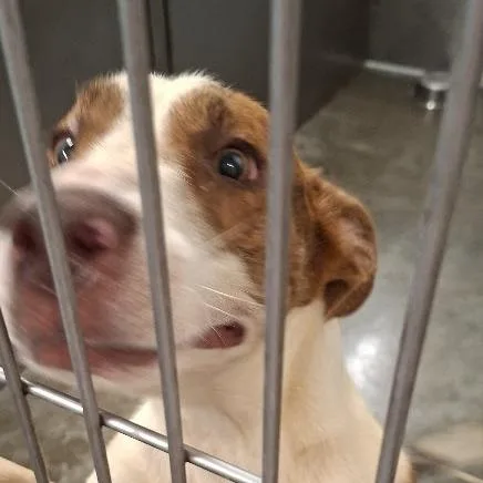 A young small-sized male Mixed Breed dog named Oswald for adoption in Hannibal, MO