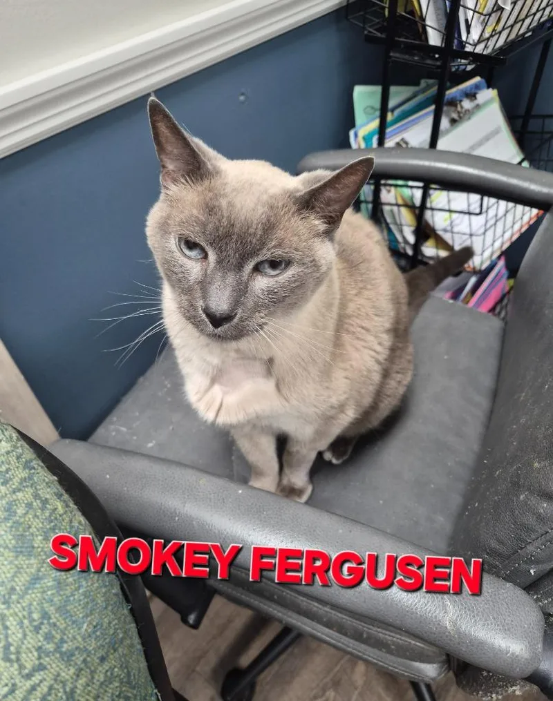 Smokey Fergusen thumbnail 2
