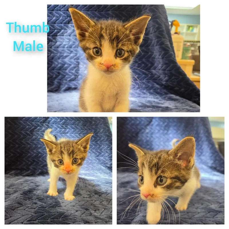 A baby medium-sized male White Domestic Short Hair cat named Thumb for adoption in Ontario, NY