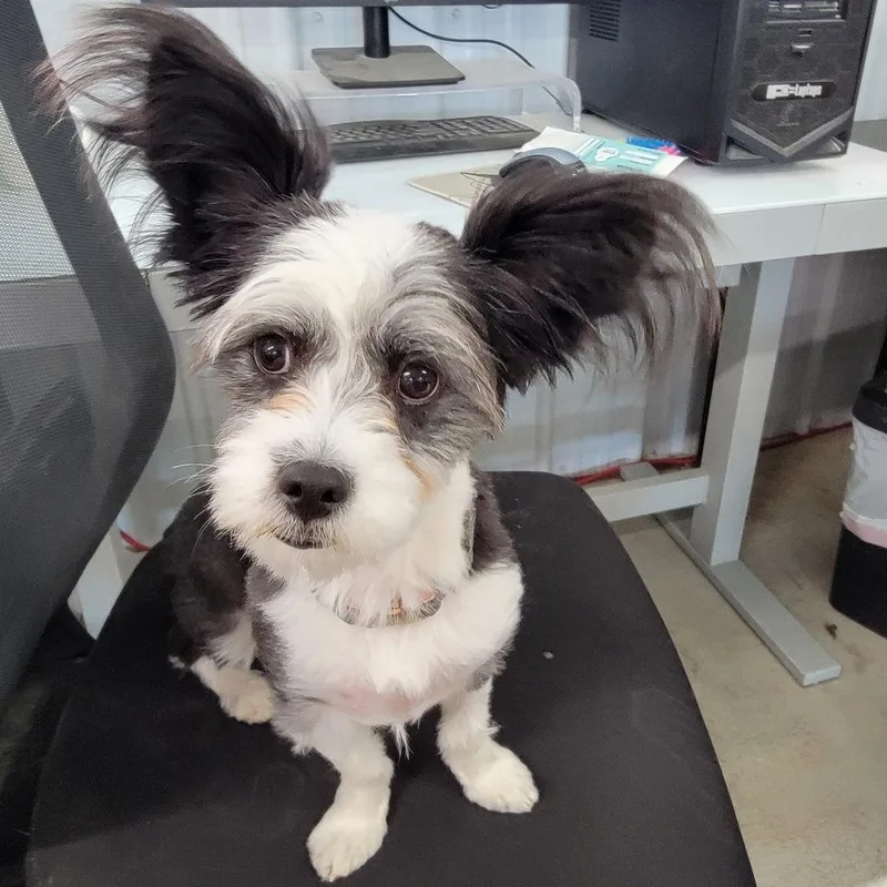 A young small-sized female White / Cream Maltese dog named Piper for adoption in Spanish Fork, UT