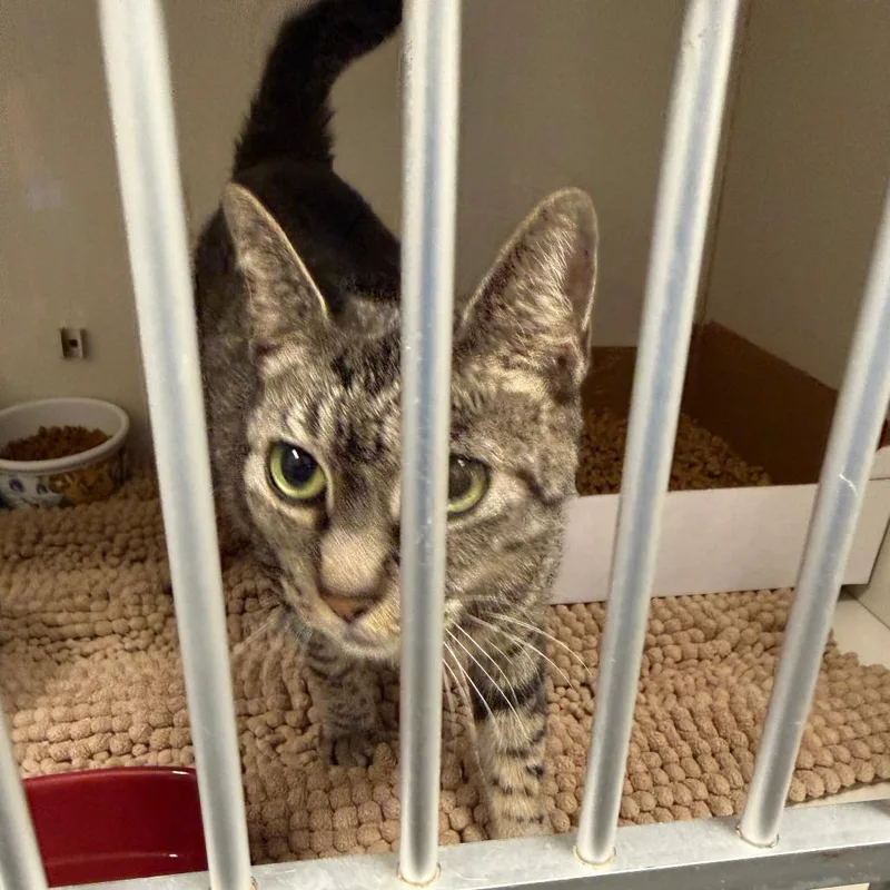 An adult medium-sized female Gray / Blue / Silver Domestic Short Hair cat named Paris for adoption in Webster, TX