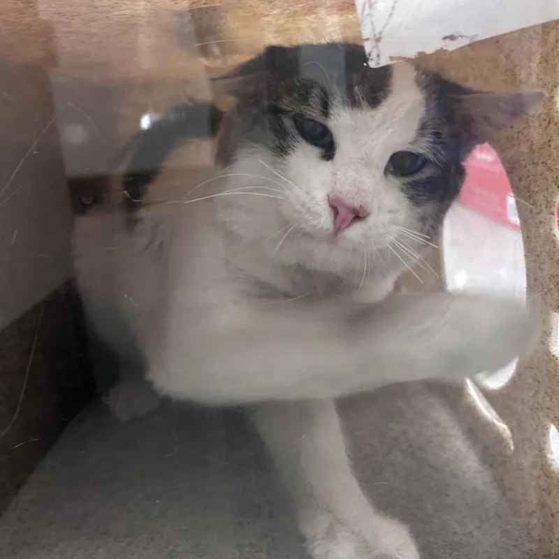 An adult medium-sized male White Domestic Short Hair cat named Jasper Maddox for adoption in Philadelphia, PA