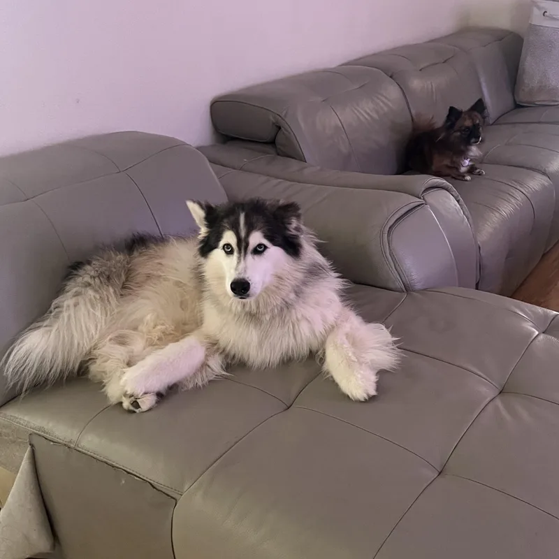 An adult medium-sized female Siberian Husky dog named Lucy Liu for adoption in Richmond, TX