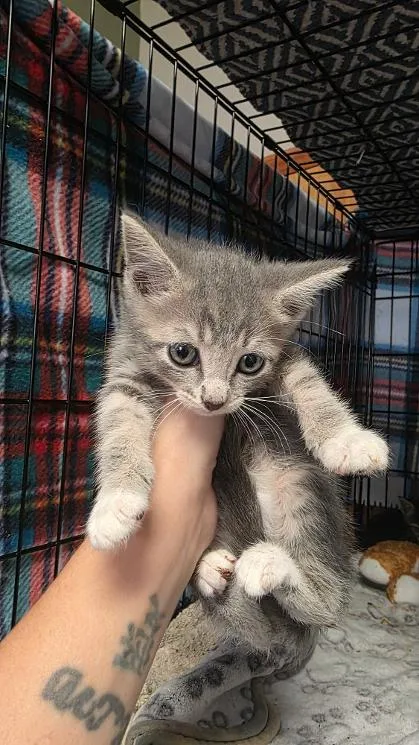 A baby small-sized male Domestic Short Hair cat named Wasabi for adoption in Clinton, MO