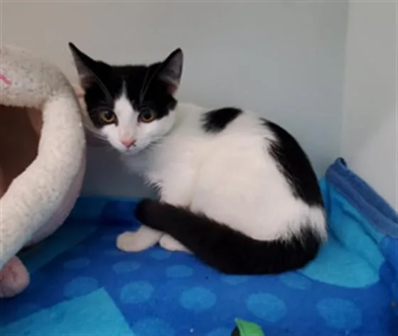 Thorfinn
