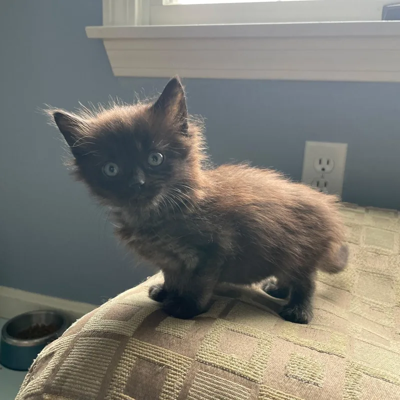 A baby medium-sized male Black American Shorthair cat named Dizzy for adoption in North Kingstown, RI