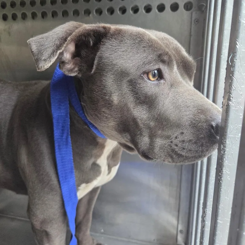An adult medium-sized female Gray / Blue / Silver Mixed Breed dog named Strayconversecourt for adoption in Columbus, GA
