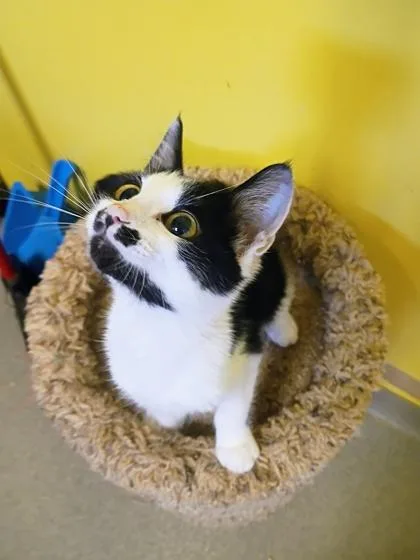 A young small-sized male Domestic Short Hair cat named Ren for adoption in Beatrice, NE