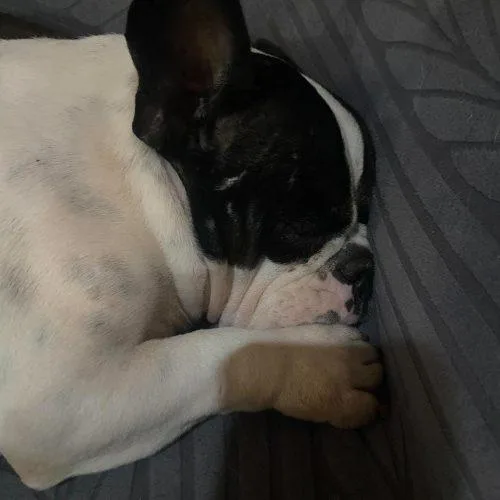 An adult small-sized female Bicolor American Bulldog dog named Lola for adoption in North Richland Hills, TX