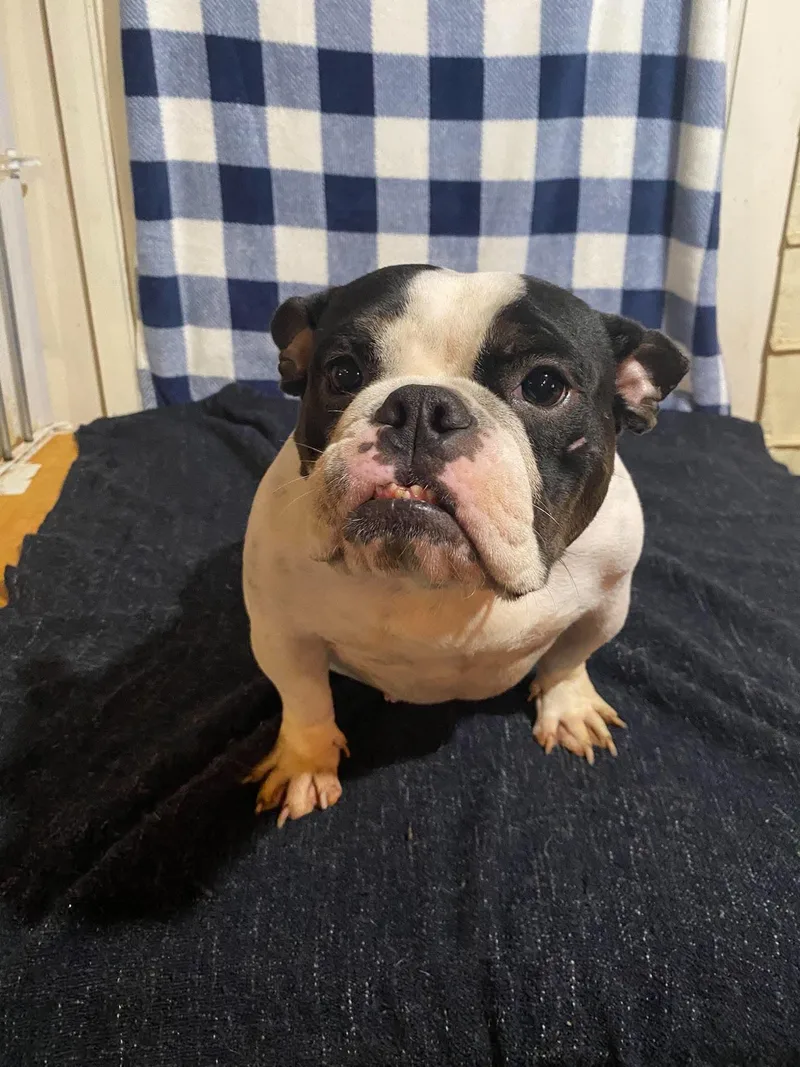 Lola thumbnail 3