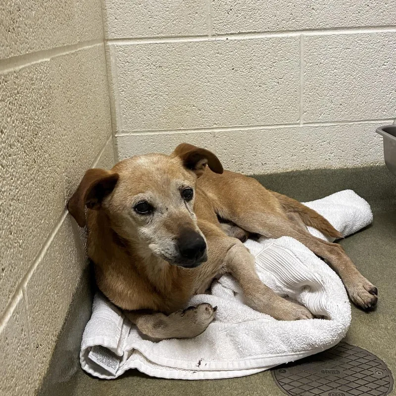 A senior medium-sized female Yellow / Tan / Blond / Fawn Hound dog named 72002 for adoption in Harrisonburg, VA