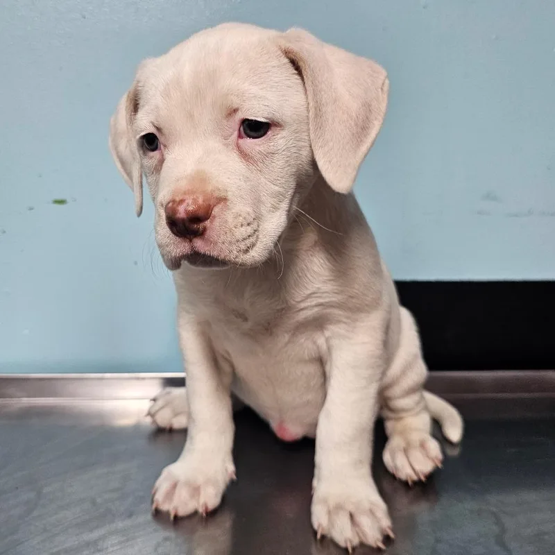 Mashed Potato thumbnail 2