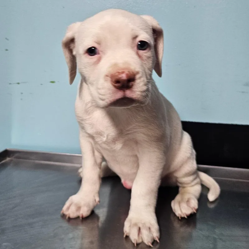 Mashed Potato thumbnail 3