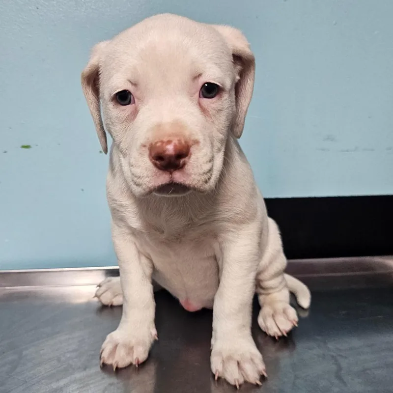 Mashed Potato thumbnail 4