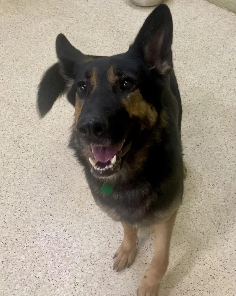 An adult medium-sized female German Shepherd Dog dog named Aria for adoption in Muncie, IN