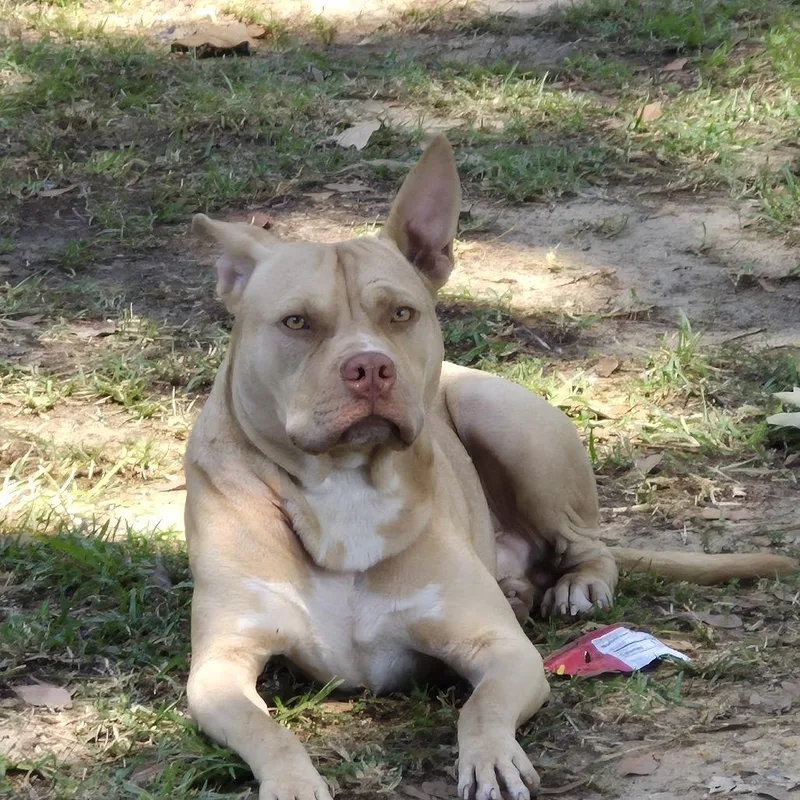 A young medium-sized male Pit Bull Terrier dog named Waffle for adoption in Montgomery, AL