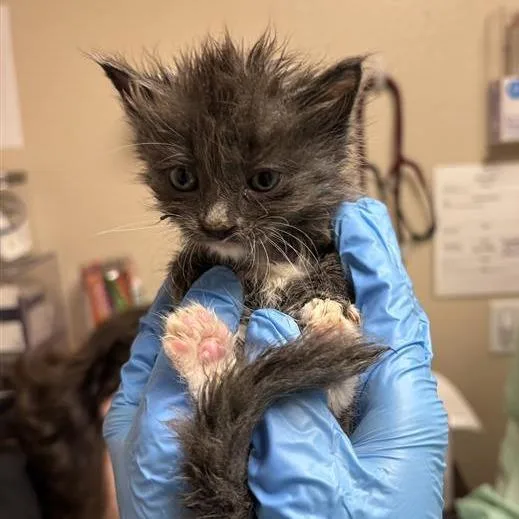 A baby small-sized male Gray / Blue / Silver Domestic Short Hair cat named Drop for adoption in Tempe, AZ