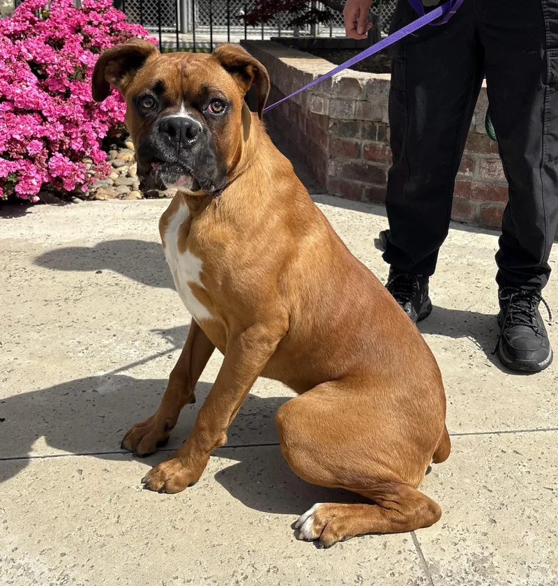 A young medium-sized male Boxer dog named Boss for adoption in Lathrop, CA