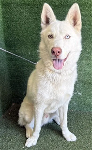 A young large-sized male Siberian Husky dog named Dock for adoption in Lancaster, CA