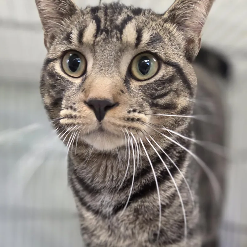 An adult large-sized male Brown / Chocolate Domestic Short Hair cat named Chico for adoption in Pittsford, VT