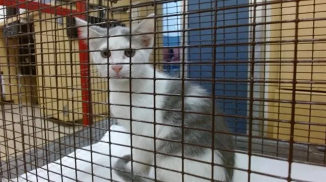 A baby small-sized male Domestic Short Hair cat named Shelly for adoption in Miami, FL