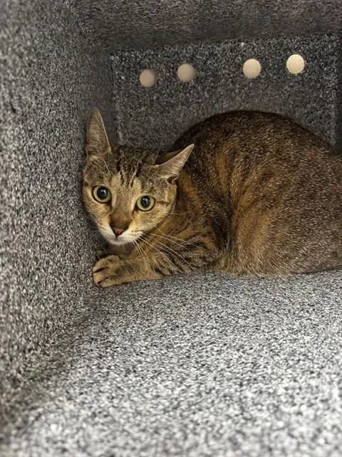 A young medium-sized female Domestic Short Hair cat named Sidney for adoption in Naples, FL