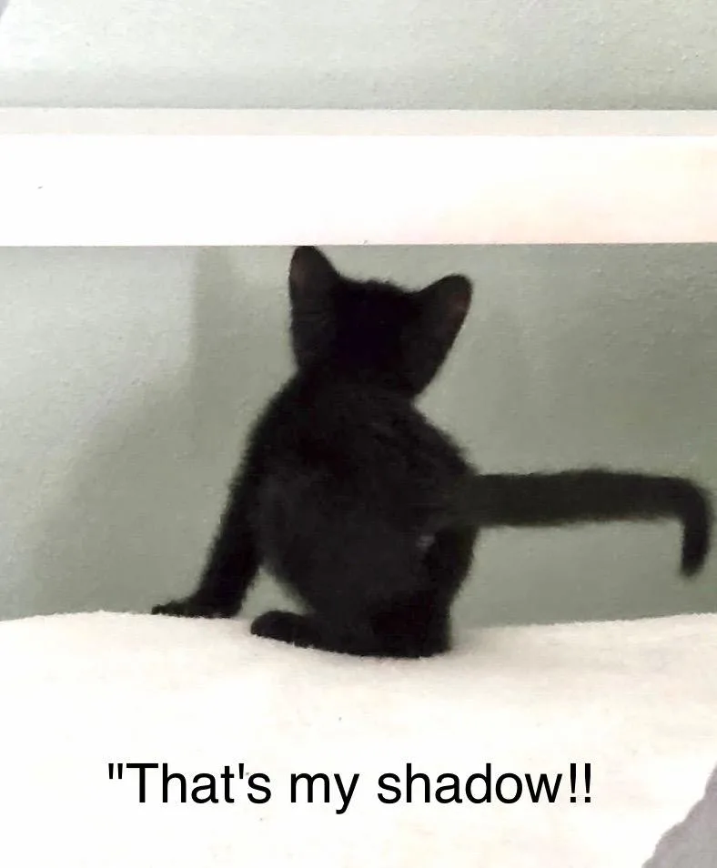 A baby medium-sized male Domestic Short Hair cat named Licorice Whip for adoption in New Orleans, LA