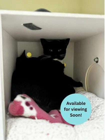 A young medium-sized female Domestic Short Hair cat named Selina for adoption in Kalispell, MT