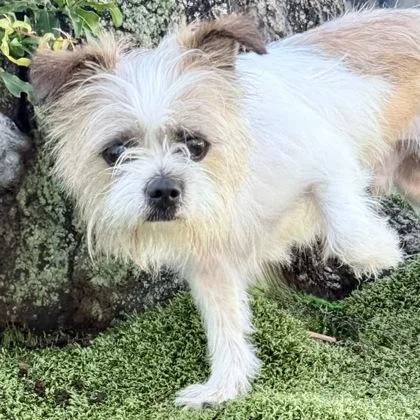 An adult small-sized male Mixed Breed dog named Max for adoption in Largo, FL