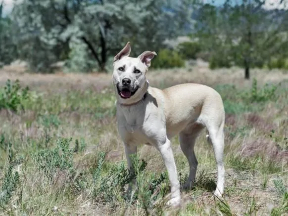 A young large-sized female Mixed Breed dog named Emmie for adoption in Santa Fe, NM