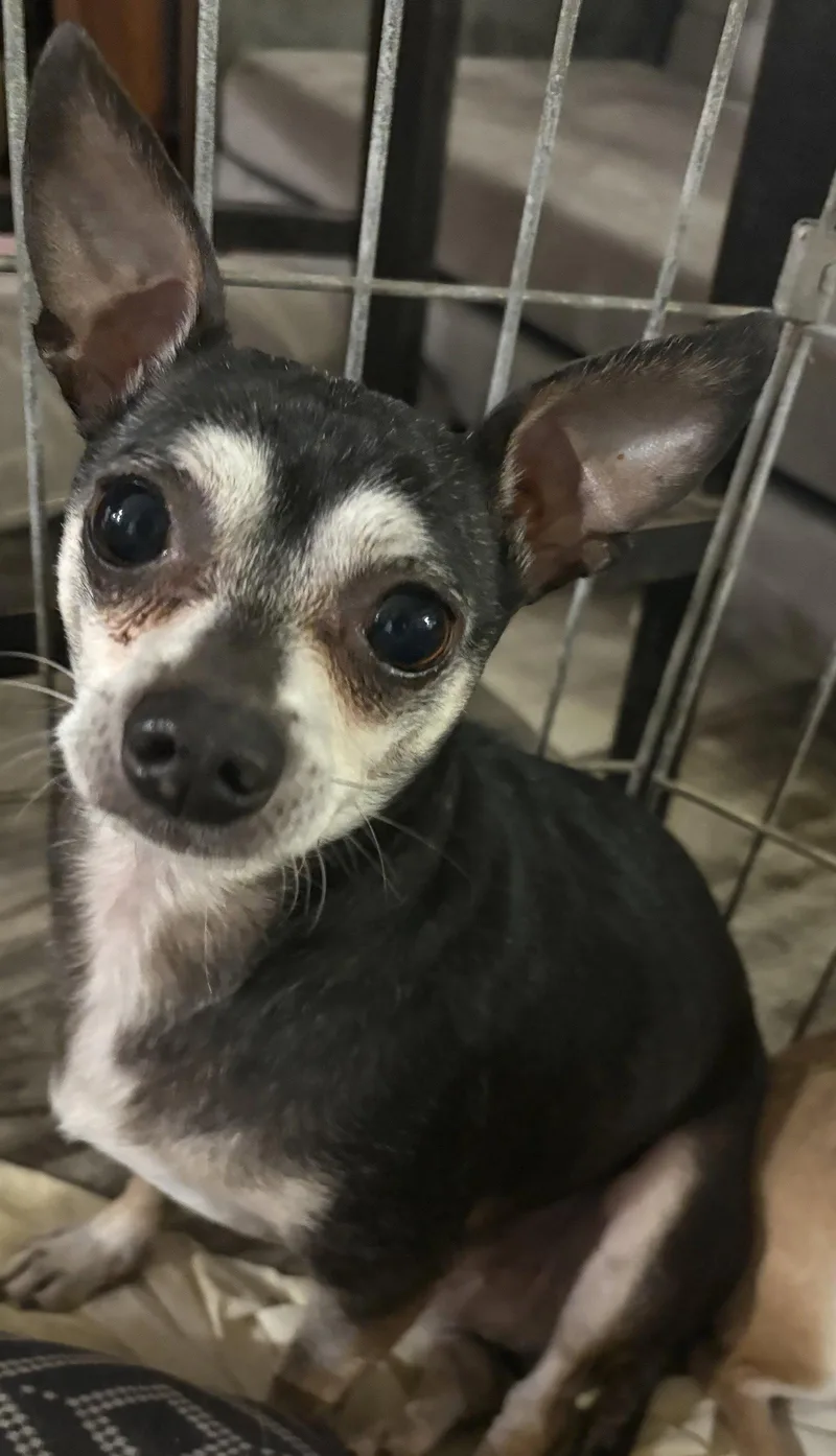 An adult small-sized male Chihuahua dog named Blackjack for adoption in Mount Pleasant, SC