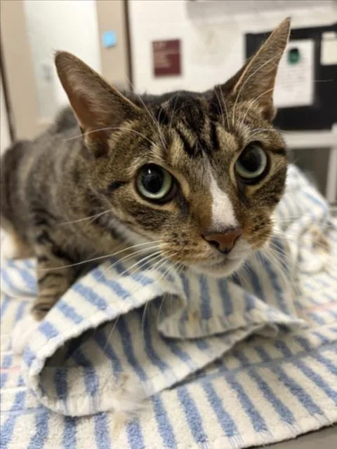 An adult medium-sized female Domestic Short Hair cat named Squishy for adoption in Derwood, MD
