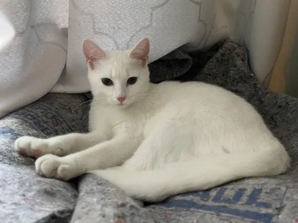 An adult medium-sized female Domestic Short Hair cat named Nora for adoption in Staten Island, NY