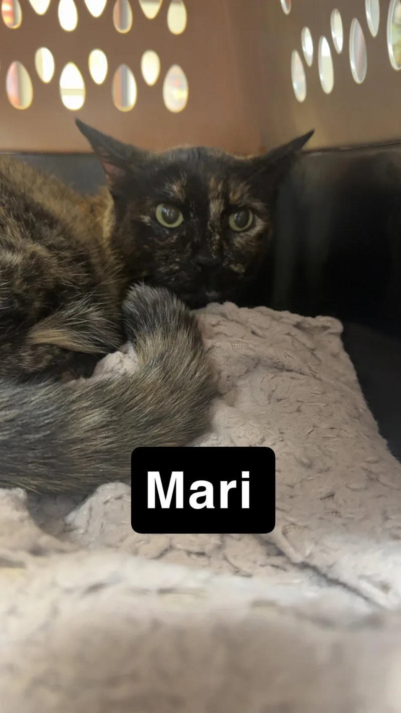 A senior small-sized female Domestic Short Hair cat named Mari for adoption in Coralville, IA
