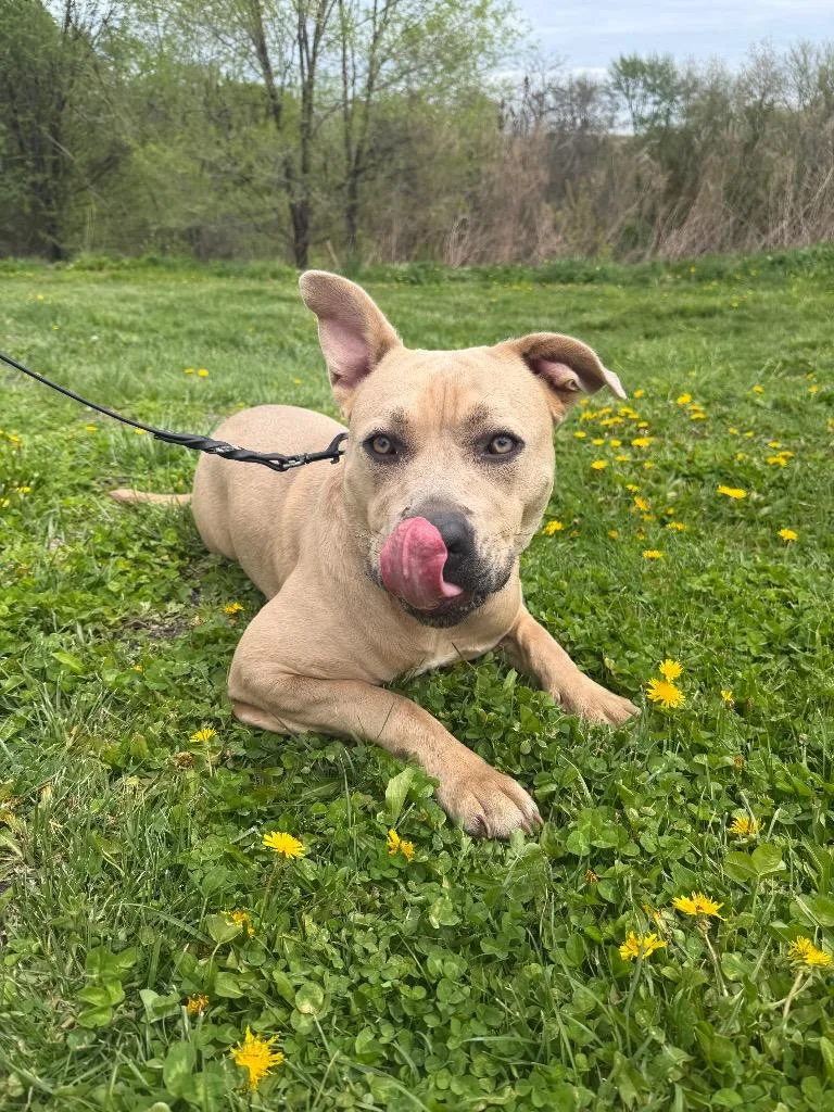 A young large-sized female Mixed Breed dog named Rue for adoption in Hyde Park, NY