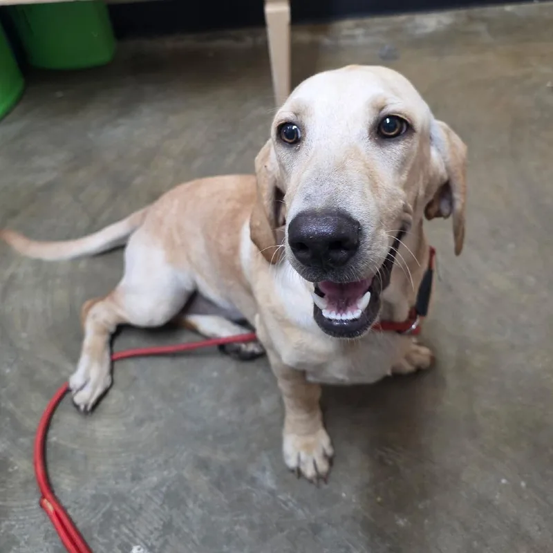 An adult medium-sized female Yellow / Tan / Blond / Fawn Mixed Breed dog named Bailey for adoption in Corinth, MS