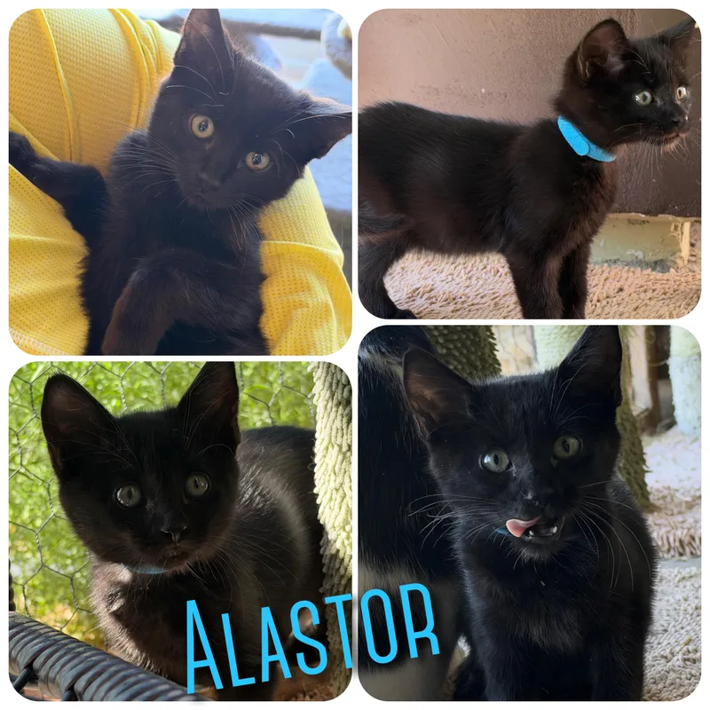 A baby small-sized male Black Domestic Medium Hair cat named Alastor for adoption in Hollister, CA
