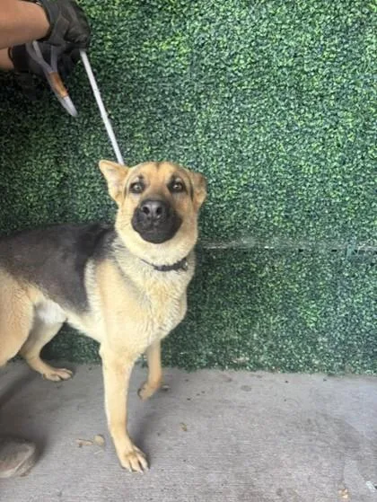 An adult large-sized male Black German Shepherd Dog dog named Hans for adoption in El Paso, TX