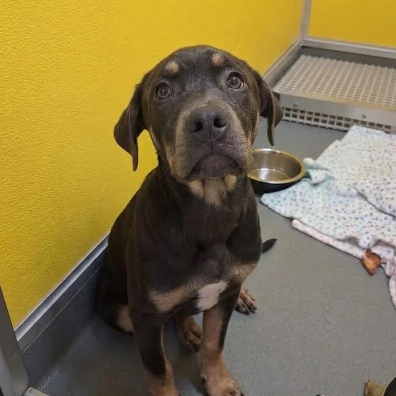 A young medium-sized male Rottweiler dog named Muffin for adoption in Elizabeth City, NC