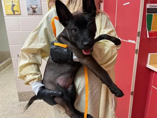 A baby small-sized female Belgian Shepherd / Malinois dog named Rutabaga for adoption in Colorado Springs, CO