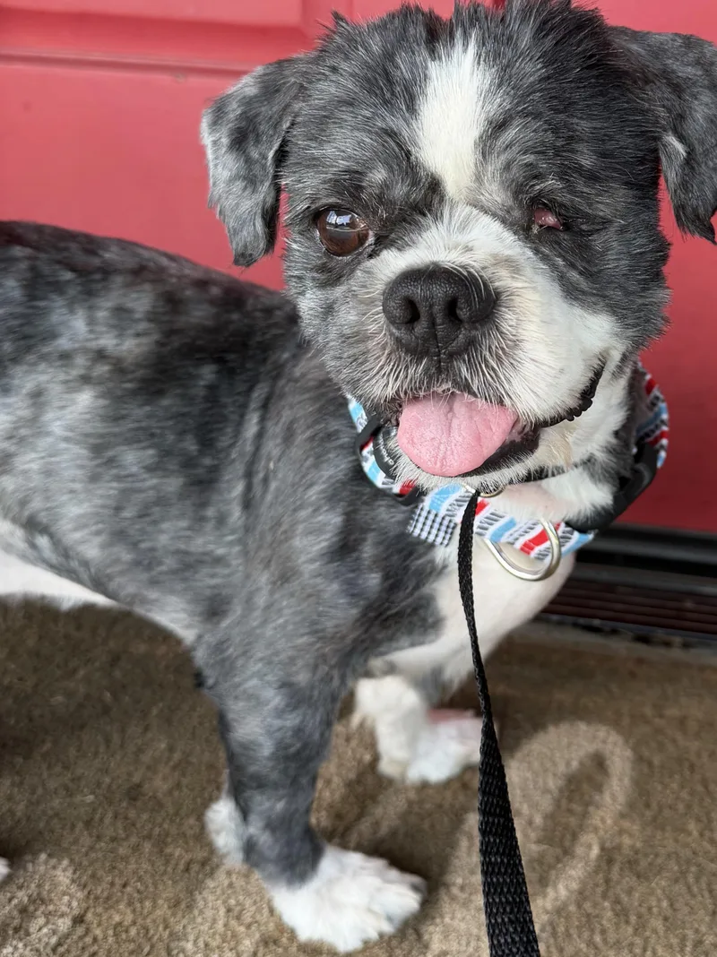 An adult small-sized male Black Lhasa Apso dog named Jasper has oneeye for adoption in Lawrenceville, GA