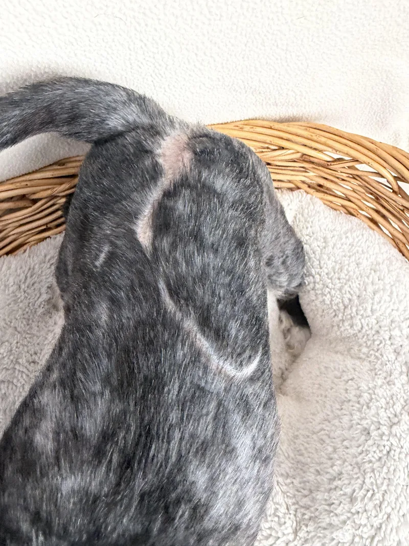 Jasper has oneeye thumbnail 4